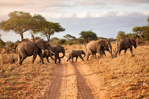5 DAYS TANZANIA SAFARI